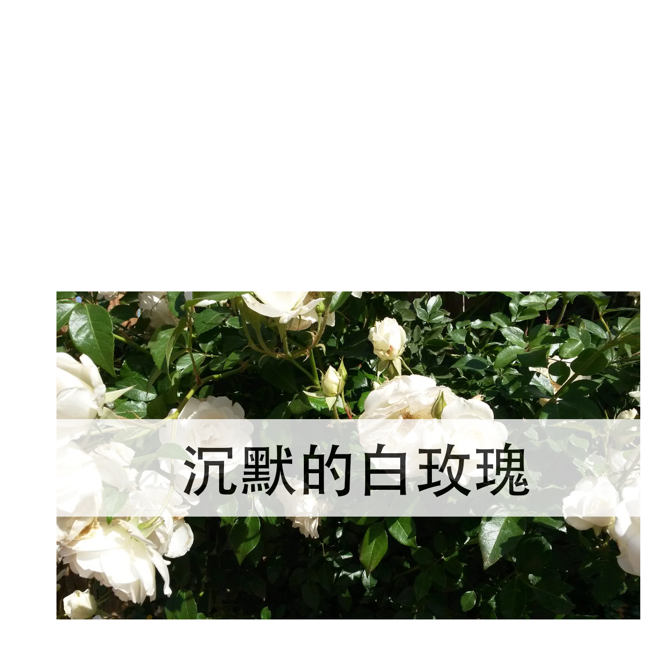 沉默的白玫瑰